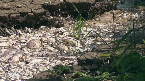 Hérault : des milliers de poissons retrouvés morts dans l'étang de Capestang