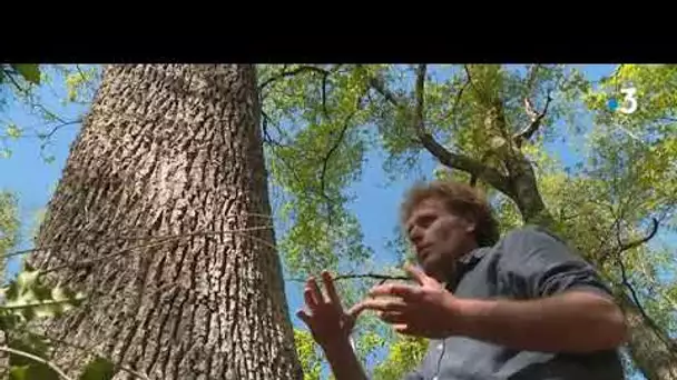 Des chênes centenaires d'une forêt des Hautes-Pyrénées pour reconstruire Notre-Dame de Paris