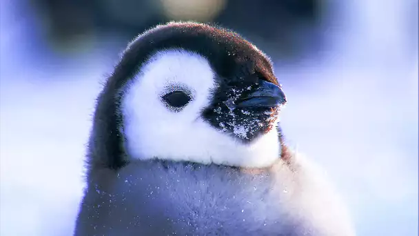 Antarctique, la vie dans les déserts de glace