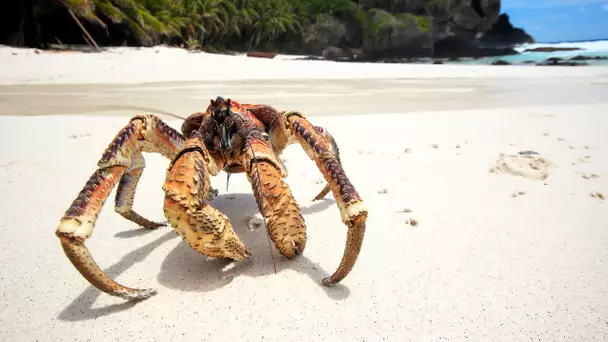 Le plus grand crabe du monde est kleptomane - ZAPPING SAUVAGE