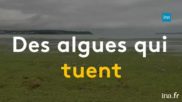 Marées vertes : fléau des côtes bretonnes depuis les années 1960 | Franceinfo INA