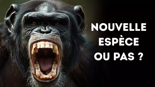 🦍 Les Chimpanzés Géants de Bili Sont-ils Dangereux ?