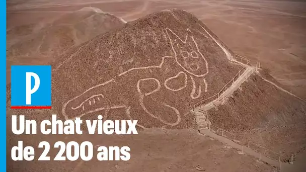 Pérou : un chat géant découvert sur les lignes de Nazca