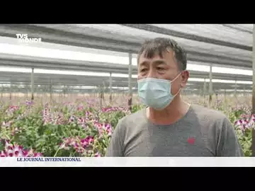 Thailande : le marché de l'orchidée en crise