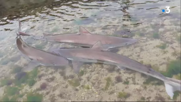 Insolite : pêche "miraculeuse" de requins dans une écluse à poissons de l'île de Ré