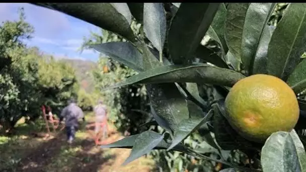 Clémentines de Corse : la relève est peut-être assurée