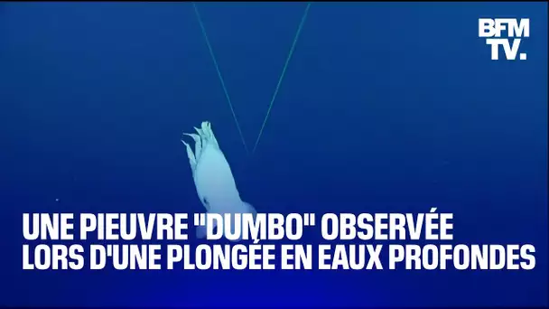 Une pieuvre "Dumbo" observée lors d'une plongée en eaux profondes