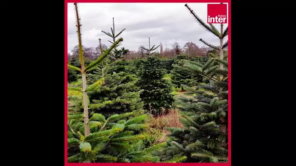 Nos sapins sont-ils écolos ? - L'édito carré