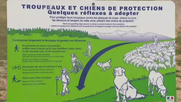 Lozère : l'apprentissage des patous pour surveiller les troupeaux à Hures-la-Parade