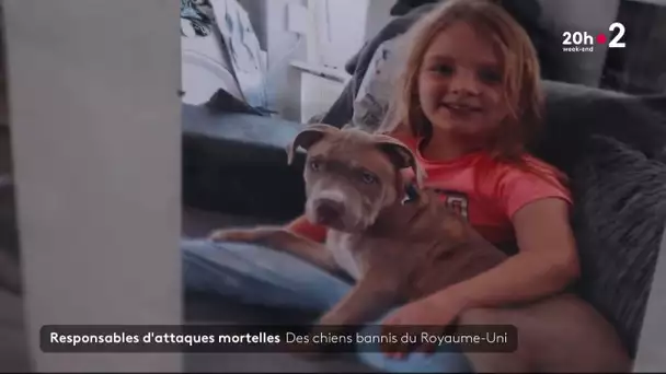 American XL Bully : Des chiens bannis du Royaume-Uni