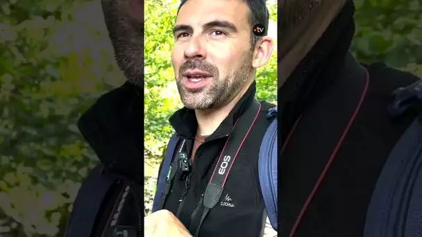 Découvrez la faune et la flore du lac de Chamboux dans le Morvan avec Sébastien Bonin