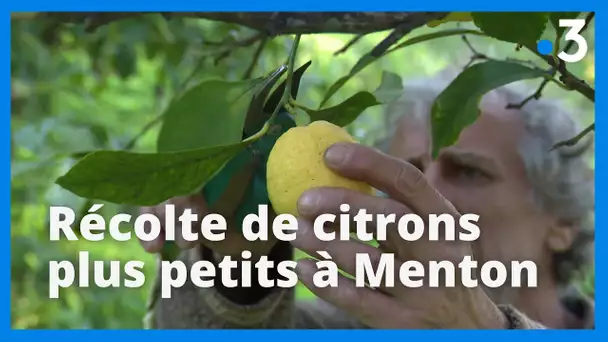 A Menton, le label IGP s'adapte pour la récolte des citrons