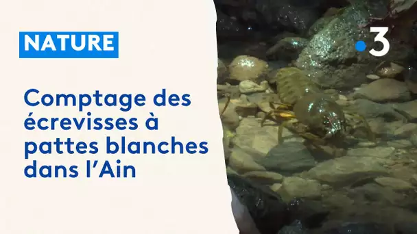 Comptage des dernières écrevisses françaises dans le département de l'Ain
