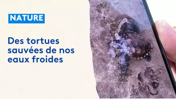Des tortues caouannes sont venues s'échouer sur nos côtes