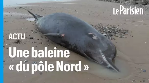 Une baleine à bec meurt sur une plage de Sangatte