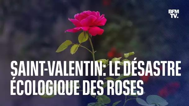 Saint-Valentin: pour sauver la planète, il vaut mieux éviter d'acheter des roses