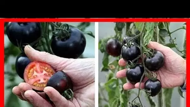 Un fruit étonnant qui combat le cancer – pourquoi vous devriez manger des fruits et légumes violets