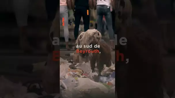 Les sans-papiers de Beyrouth  🏙️👤🚫  #liban #réfugiés #documentaire
