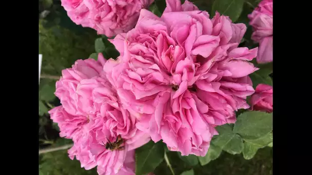 Côte-d’Or : Bezouotte accueille sa 25e foire aux plantes rares