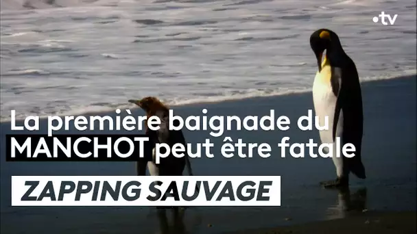 La première baignade du manchot peut être fatale - ZAPPING SAUVAGE