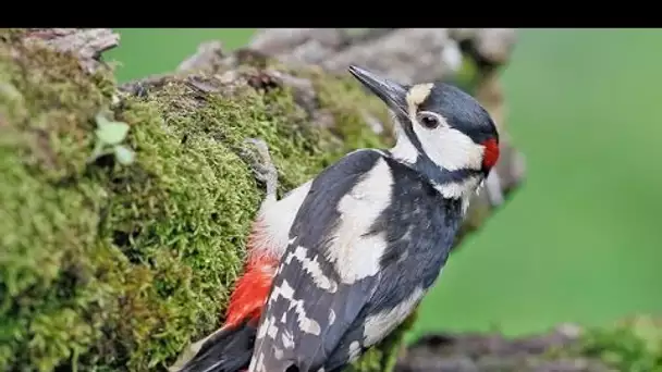 Les pics frappent du bec sur le tronc des arbres morts - Documentaire Animalier