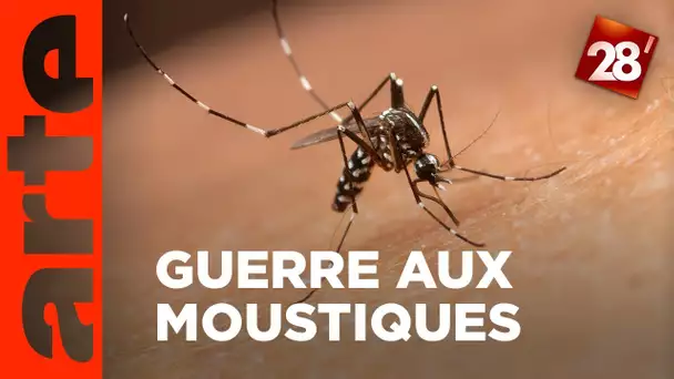 Chikungunya, dengue : la France doit-elle déclarer la guerre aux moustiques ? | ARTE