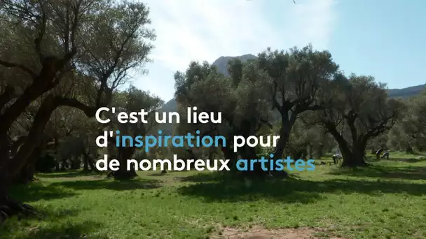 Richesses du Var : l’oliveraie des Laures à la Farlède près de Toulon