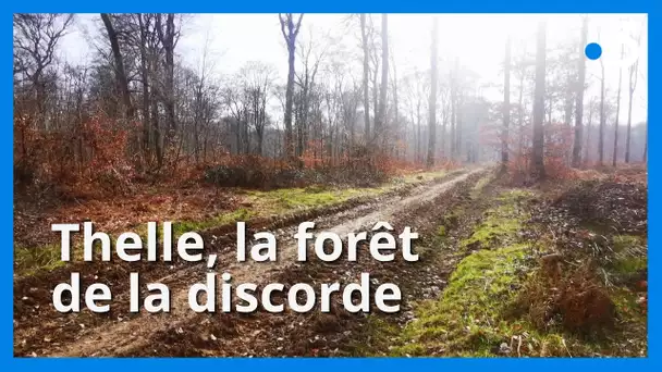 Gestion de la forêt de Thelle : le bras de fer entre activistes et ONF