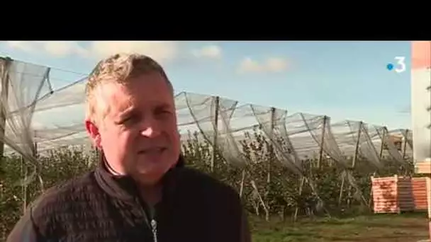 La première récolte de la Natty, nouvelle pomme alsacienne