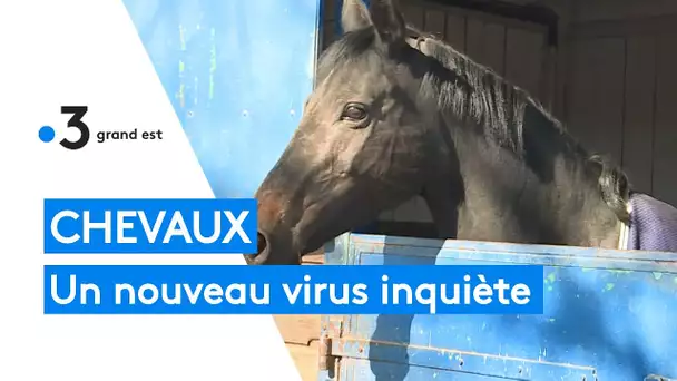 Épidémie : un virus qui inquiète le monde du cheval
