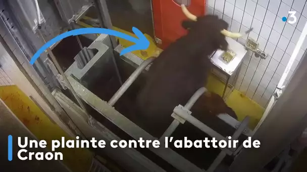 Une plainte contre l'abattoir de Craon