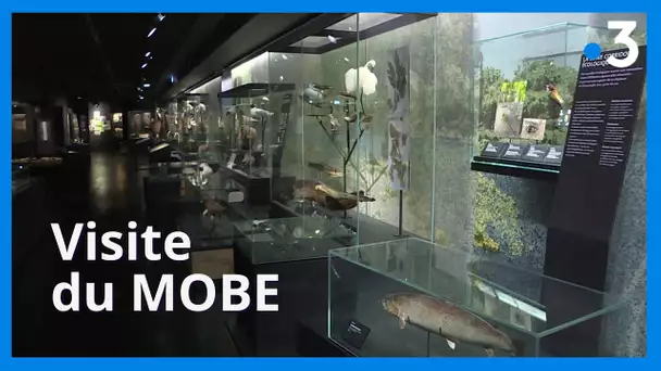 Visite du MOBE, Muséum d’Orléans pour la Biodiversité et l’Environnement