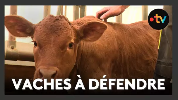 Tuberculose bovine : les éleveurs font de la résistance