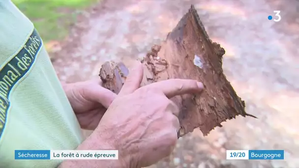 Sécheresse : la forêt aussi est mise à rude épreuve