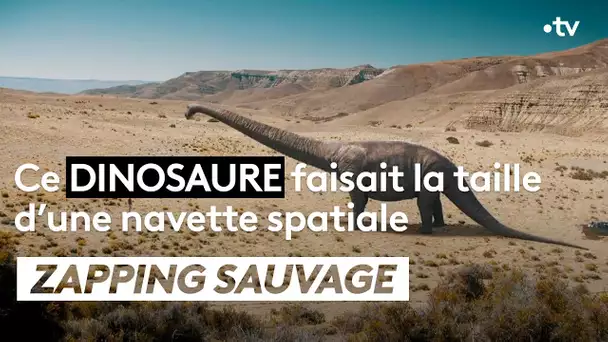 Ce dinosaure faisait la taille d’une navette spatiale - ZAPPING SAUVAGE