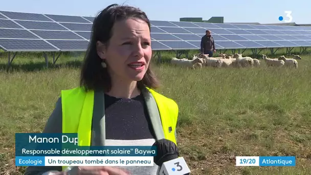 Charente-Maritime : un parc photovoltaïque au milieu des moutons à Fontenet