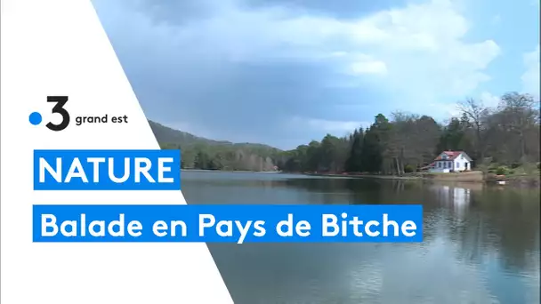 Balade en Lorraine : le Pays de Bitche entre grès rose et pelouse calcaire