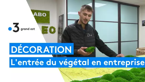 Le design végétal pour décorer son entreprise avec des plantes vertes et profiter de leurs bienfaits