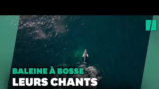 Chez les baleines à bosse, les hits planétaires existent aussi