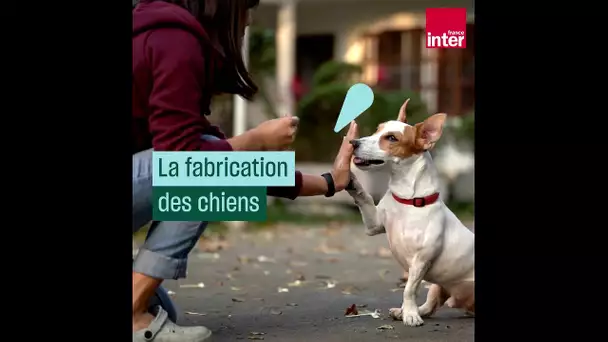 La fabrication des chiens - Culture Prime