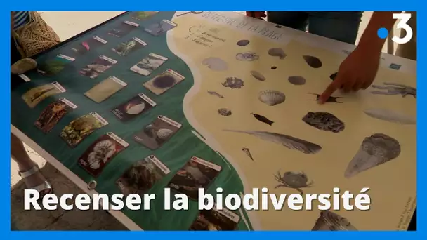 Marseille : observer, recenser la biodiversité avec Planète Mer