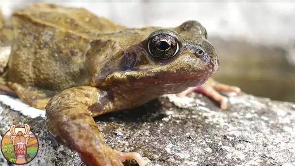 ANIMAUX RETROUVÉS GELÉS SOUS LA GLACE !