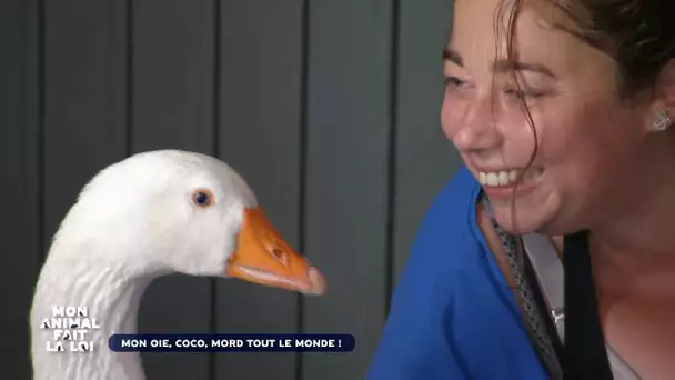 Mon animal fait la loi - Coco, l'oie ne cesse d'attaquer tout le monde !