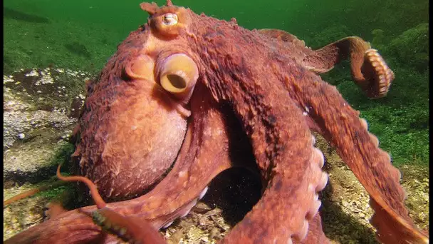 Une pieuvre super-intelligente vole un crabe à un pêcheur - ZAPPING SAUVAGE