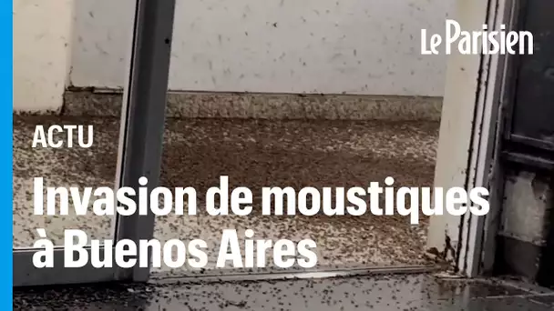 Argentine : des nuées de moustiques sèment la panique à Buenos Aires