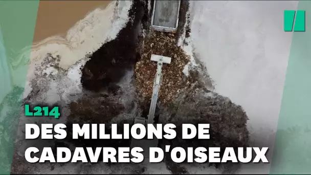 L214 diffuse la vidéo d'un charnier d'oiseaux en Vendée