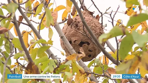 Dans le Var, le paintball pour lutter contre les frelons asiatiques