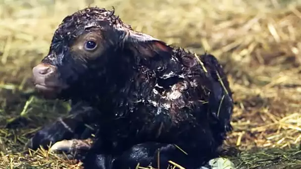 Naissance de bébé veau en direct / Mise bas vache - ZAPPING SAUVAGE