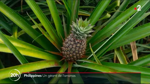 Philippines : Un géant de l'ananas
