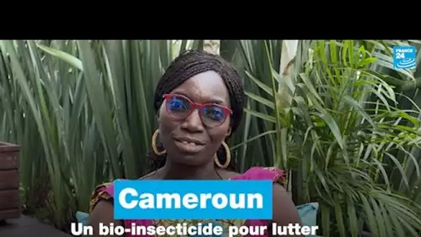 Cameroun : un bio-insecticide pour lutter contre le paludisme • FRANCE 24